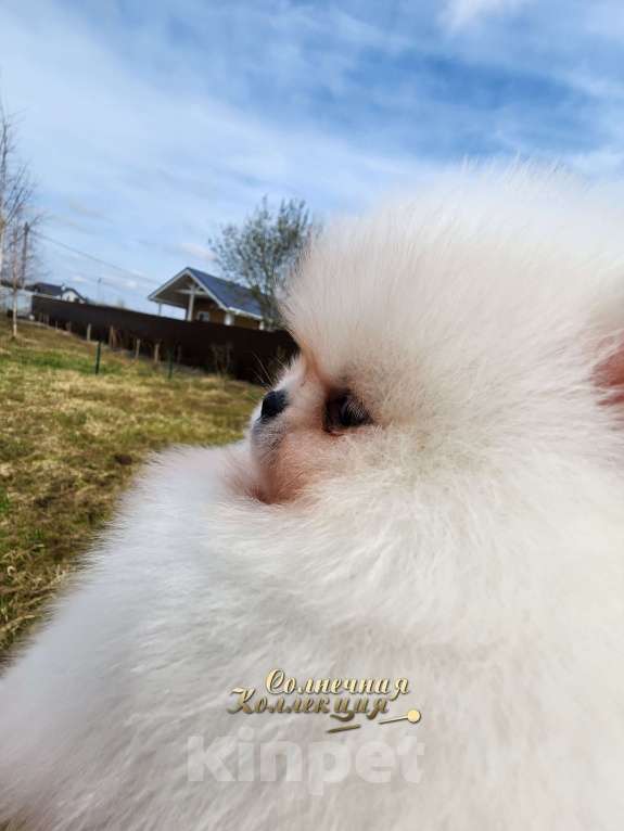 Собаки в Москве: Курносый мальчик померанского шпица окрас айс крем Мальчик, Бесплатно - фото 1