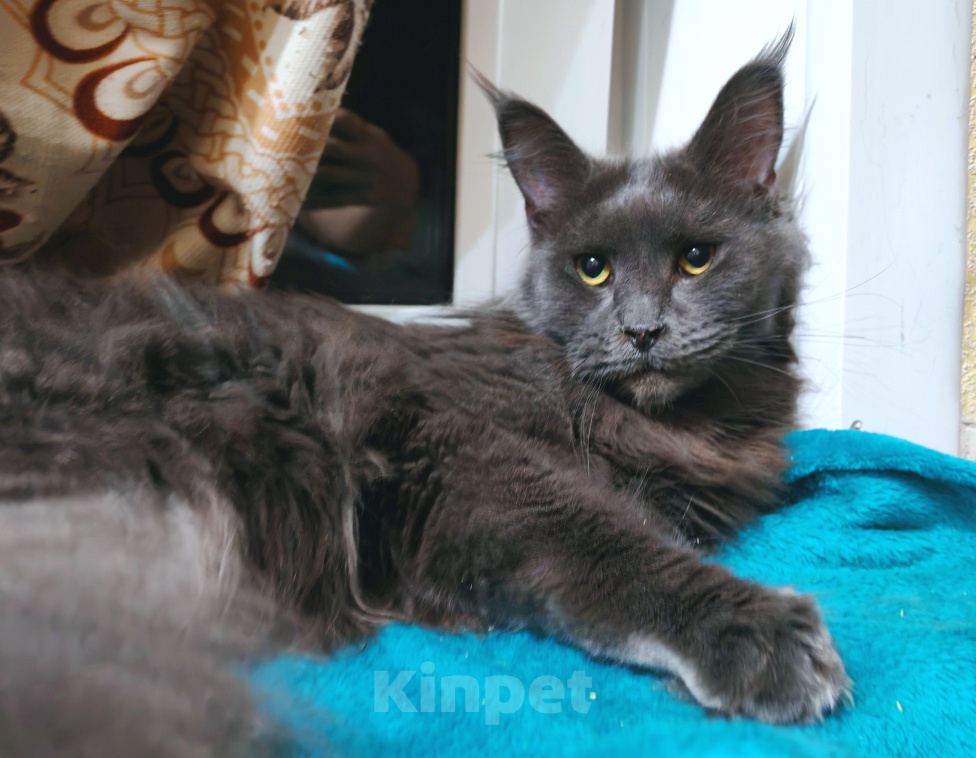 Кошки в Воронеже: Кошечка для любви Девочка, 25 000 руб. - фото 1