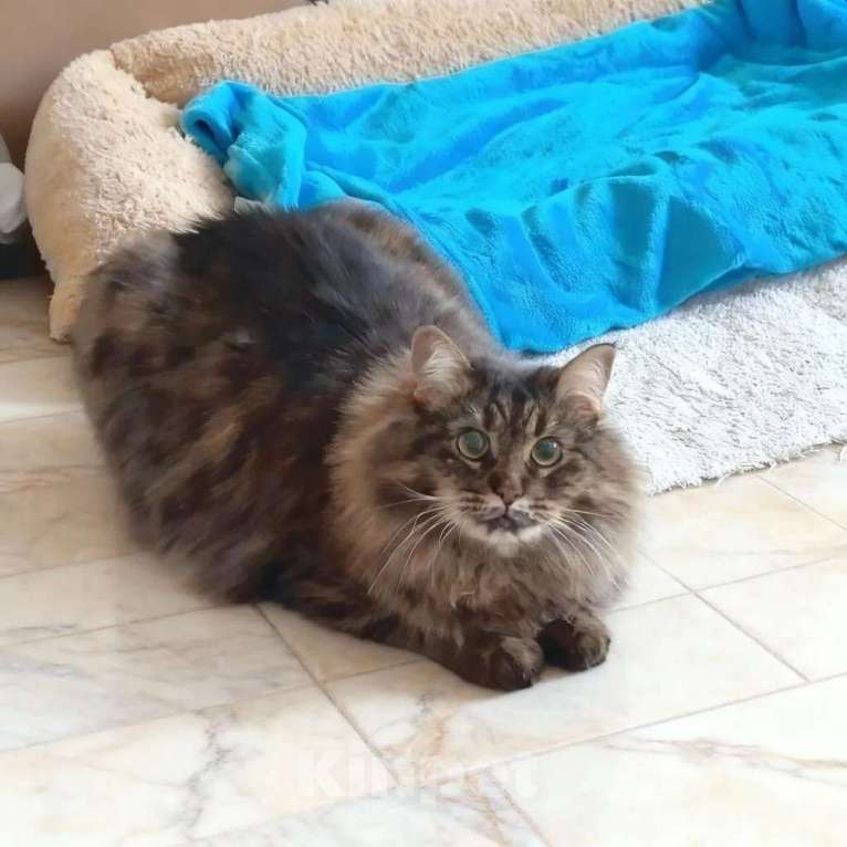 Кошки в Москве: Ручная кошечка Анфиса ищет надёжную семью Девочка, Бесплатно - фото 1