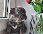 Собаки в Санкт-Петербурге: Французский бульдог Мальчик, 50 000 руб. - фото 2