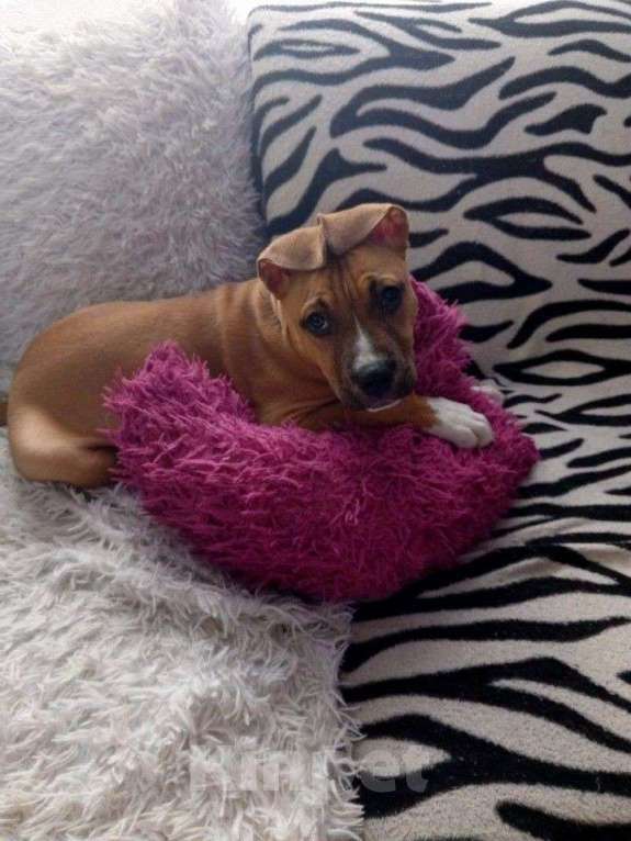 Собаки в Перми: Продам щенка стафа 4месяца. Девочка, 12 000 руб. - фото 2