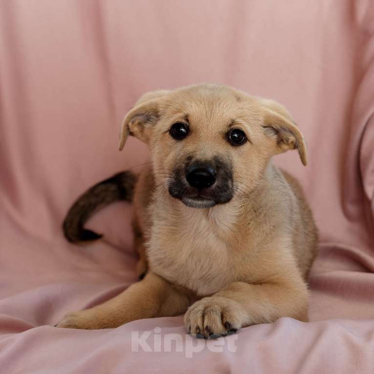 Собаки в Одинцово: Щенок метис породы Чинук Мальчик, Бесплатно - фото 3