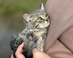Кошки в Москве: Маленького котёнка бросили умирать Девочка, Бесплатно - фото 1