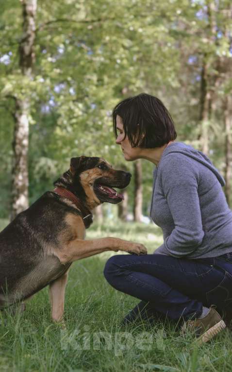 Собаки в Москве: Умнице Мартыну нужен дом Мальчик, Бесплатно - фото 6