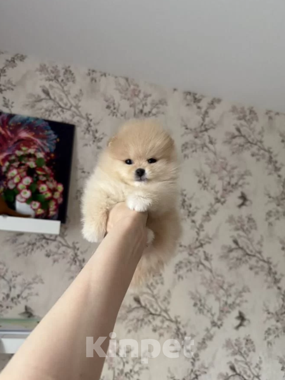 Собаки в Москве: Девочка мини Девочка, 30 000 руб. - фото 1