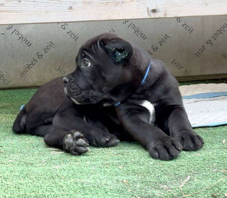 Собаки в других городах Московской области: В питомнике Ретро Роше открыт к продаже помет дата рождения 01.08.2025 Мальчик, 120 000 руб. - фото 3