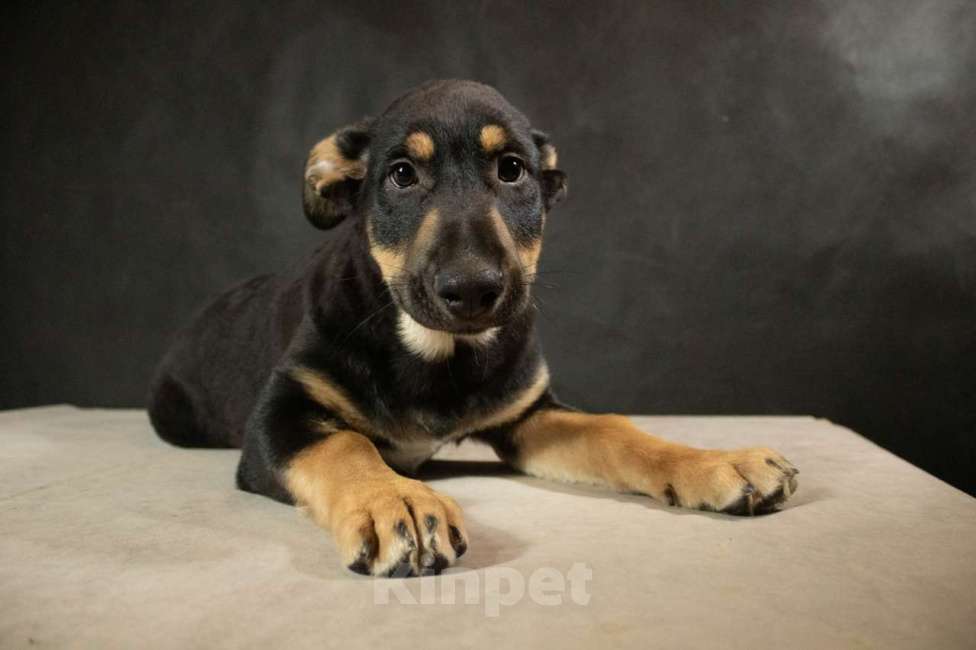 Собаки в Санкт-Петербурге: Классный щенок Шарль ищет дом Мальчик, Бесплатно - фото 2