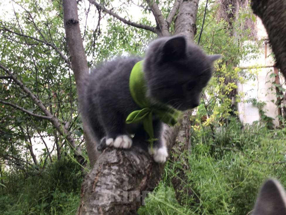 Кошки в Симферополе: Котенок девочка Девочка, Бесплатно - фото 1