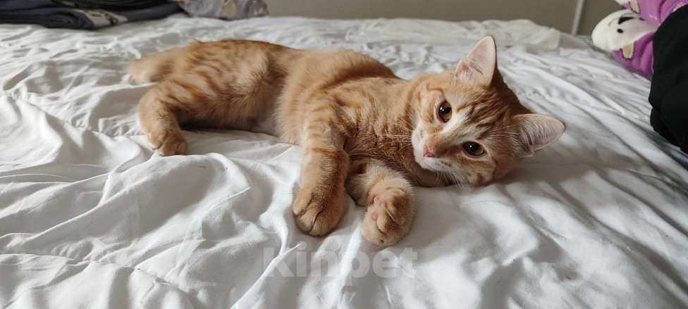 Кошки в Королеве: Котёнок Вишенка Девочка, Бесплатно - фото 5