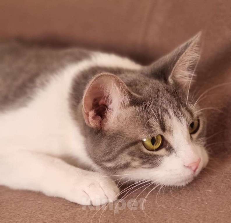 Кошки в Москве: Трогательная кошечка Лея Девочка, Бесплатно - фото 5