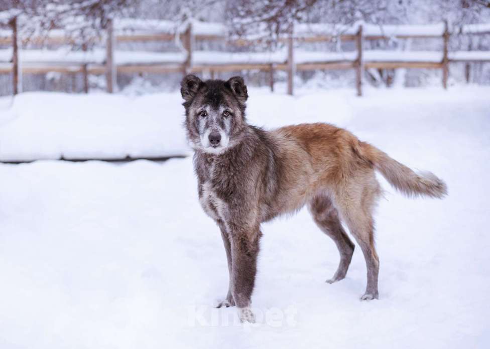 Собаки в Москве: Красивая и мудрая собака ищет дом Девочка, Бесплатно - фото 7