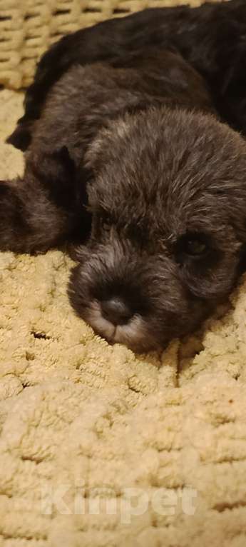 Собаки в Москве: Щенки цвергшнауцера Мальчик, 50 000 руб. - фото 3