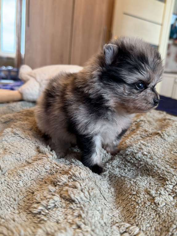 Собаки в других городах Московской области: Мерле шпиц Мальчик, 60 000 руб. - фото 1