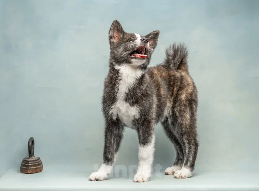 Собаки в Санкт-Петербурге: Тиана Девочка, 70 000 руб. - фото 2