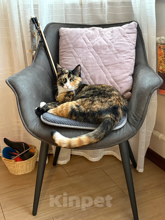 Кошки в Москве: Кошка Яшма Девочка, Бесплатно - фото 3