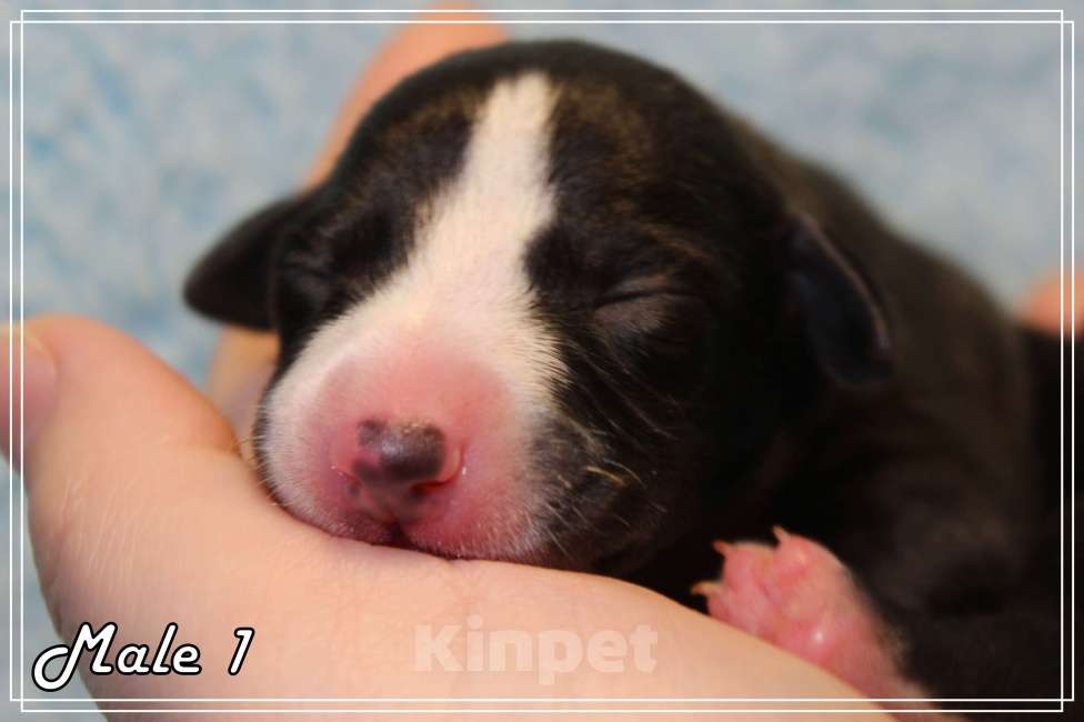 Собаки в Москве: Роскошный щенок уиппета. Мальчик, Бесплатно - фото 5