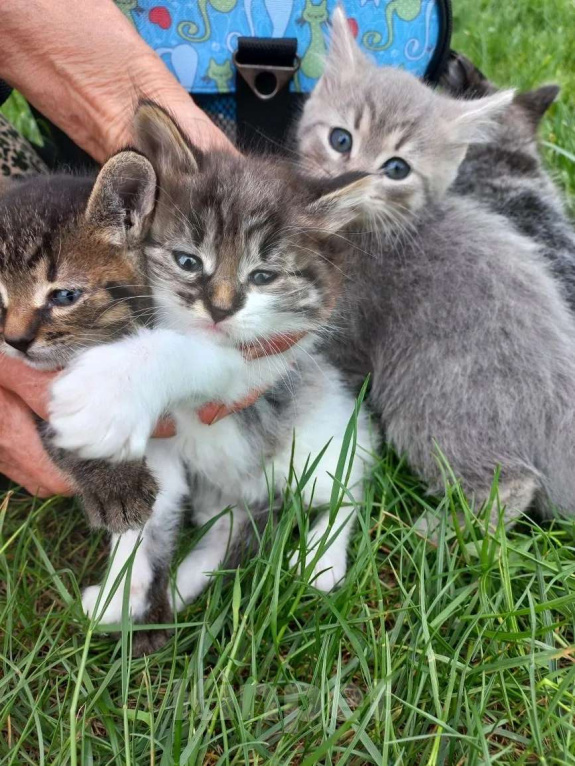 Кошки в Ногинске: Котята в добрые руки Разнополые, Бесплатно - фото 1