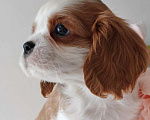 Собаки в других городах Московской области: Кавалер Кинг Чарльз спаниель, мальчик Мальчик, 70 000 руб. - фото 6