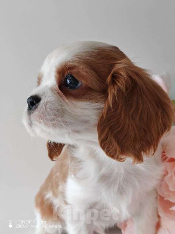 Собаки в других городах Московской области: Кавалер Кинг Чарльз спаниель, мальчик Мальчик, 70 000 руб. - фото 6