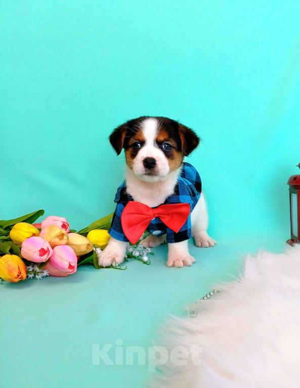 Собаки в Красноярске: Щенки Джек Рассел терьер мальчики и девочки Мальчик, 35 000 руб. - фото 6