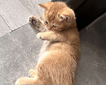Кошки в Одинцово: Шотландский котенок - золотой Мальчик, 25 000 руб. - фото 4