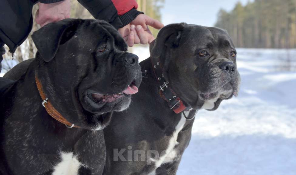 Собаки в Тольятти: Кане корсо Мальчик, Бесплатно - фото 7