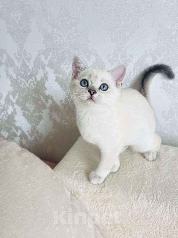 Кошки в Калининграде: Продается котенок Мальчик, 25 000 руб. - фото 3