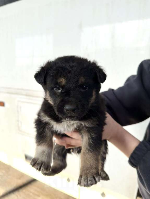 Собаки в других городах Краснодарского края: Щенки в добрые руки  Мальчик, Бесплатно - фото 1