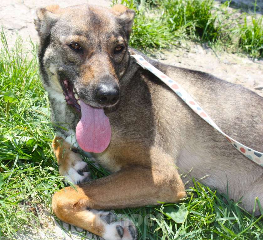 Собаки в Москве: Ласковая, добрая, жизнерадостная, умненькая собака Стеша ищет дом и семью  Девочка, Бесплатно - фото 3