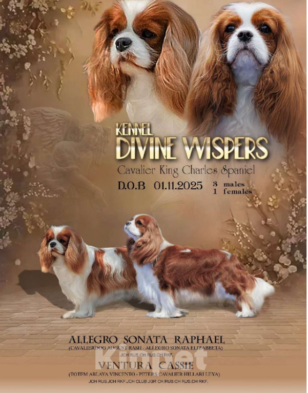 Собаки в Москве: Щенок Мальчик, 130 000 руб. - фото 1