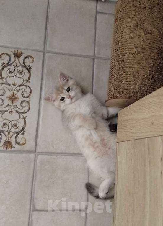 Кошки в Ставрополе: Британская золотая шиншилла (мальчик) Мальчик, 60 000 руб. - фото 2