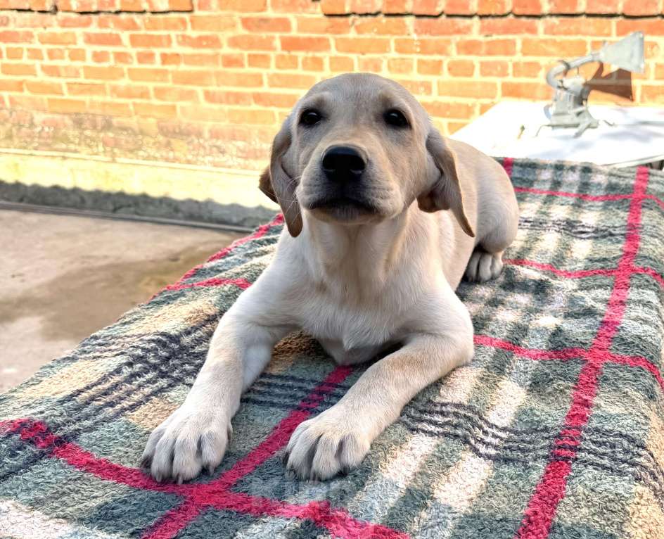 Собаки в Краснодаре: Щенки лабрадора палевые ркф  Девочка, 25 000 руб. - фото 7