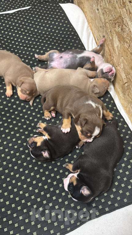Собаки в Москве: Американский булли щенки Мальчик, 75 000 руб. - фото 2