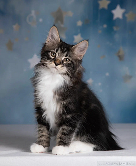 Котик Ксандр