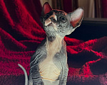 Кошки в Воронеже: Канадский сфинкс котёнок Девочка, 15 000 руб. - фото 1
