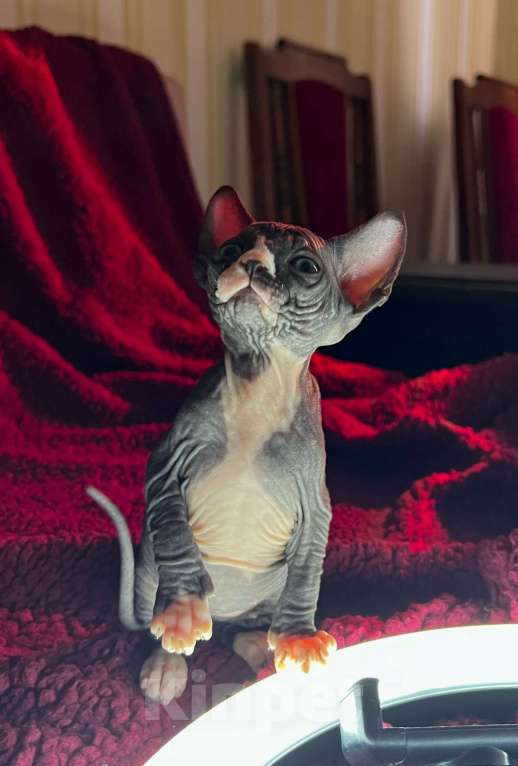 Кошки в Воронеже: Канадский сфинкс котёнок Девочка, 15 000 руб. - фото 1