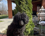 Собаки в Старом Осколе: Малый пудель Девочка, 27 000 руб. - фото 6