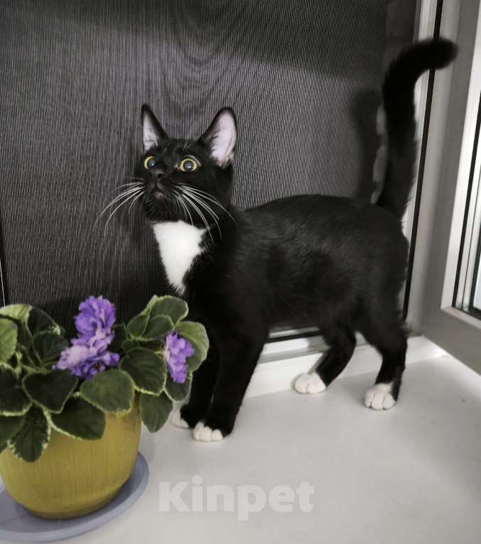 Кошки в Санкт-Петербурге: Самы ласковый маркизик Тиша Мальчик, Бесплатно - фото 1