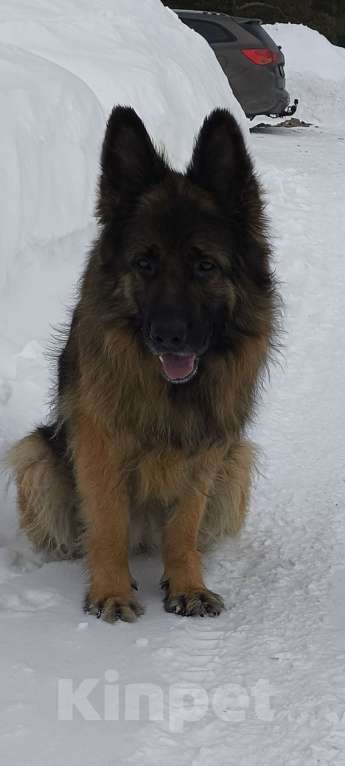 Собаки в Кировграде: Щенки немецкой овчарки длинношёрстные Девочка, 15 000 руб. - фото 2