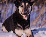 Собаки в других городах Московской области: Миниатюрная и очень милая собачка хочет домой Девочка, Бесплатно - фото 1