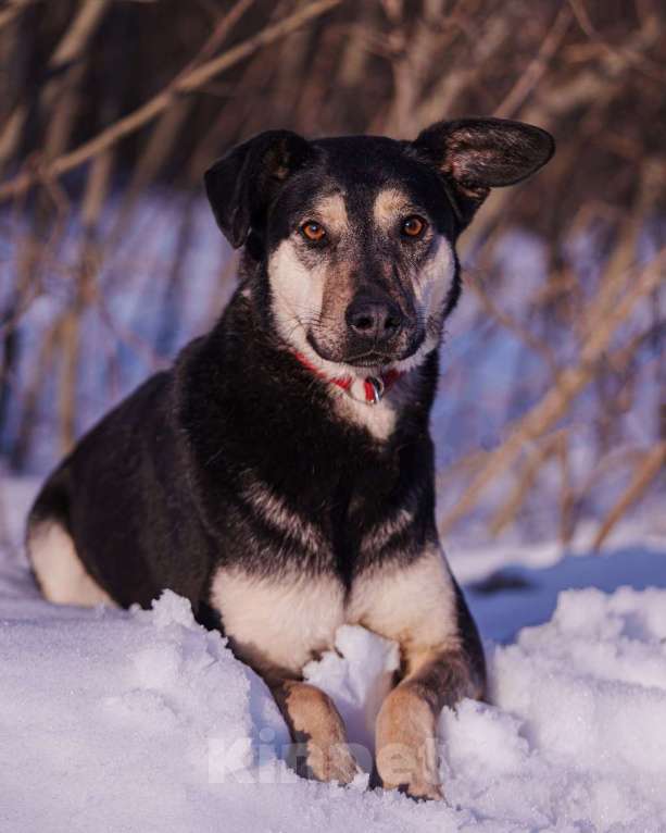 Собаки в других городах Московской области: Миниатюрная и очень милая собачка хочет домой Девочка, Бесплатно - фото 1