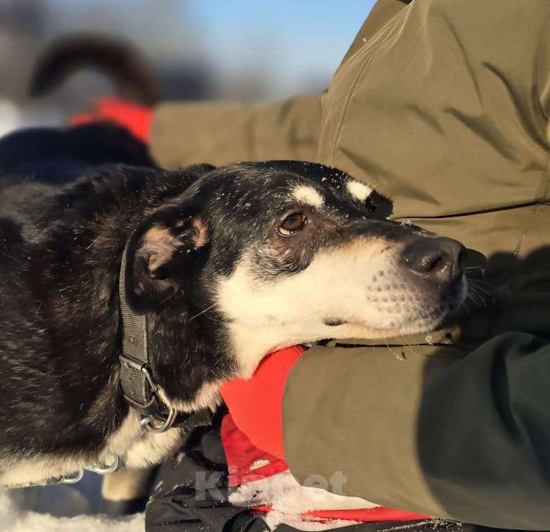 Собаки в Королеве: В поисках дома прекрасная Амели. Девочка, Бесплатно - фото 5