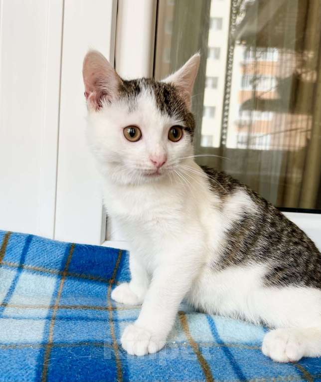 Кошки в Москве: Котенок Лазерь - лучистое счастье в добрые руки Мальчик, Бесплатно - фото 4