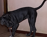 Собаки в Чите: Продам щенка кане корсо Девочка, 15 000 руб. - фото 2