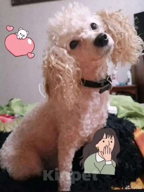 Собаки в Альметьевске: Той-пудель вязка  Мальчик, 1 000 руб. - фото 4