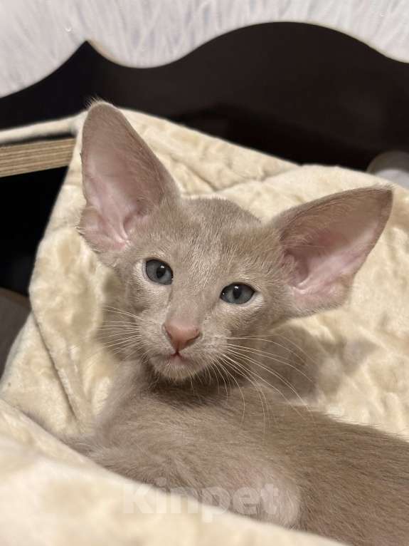 Кошки в Воткинске: Ориентальный котенок Мальчик, 65 000 руб. - фото 2
