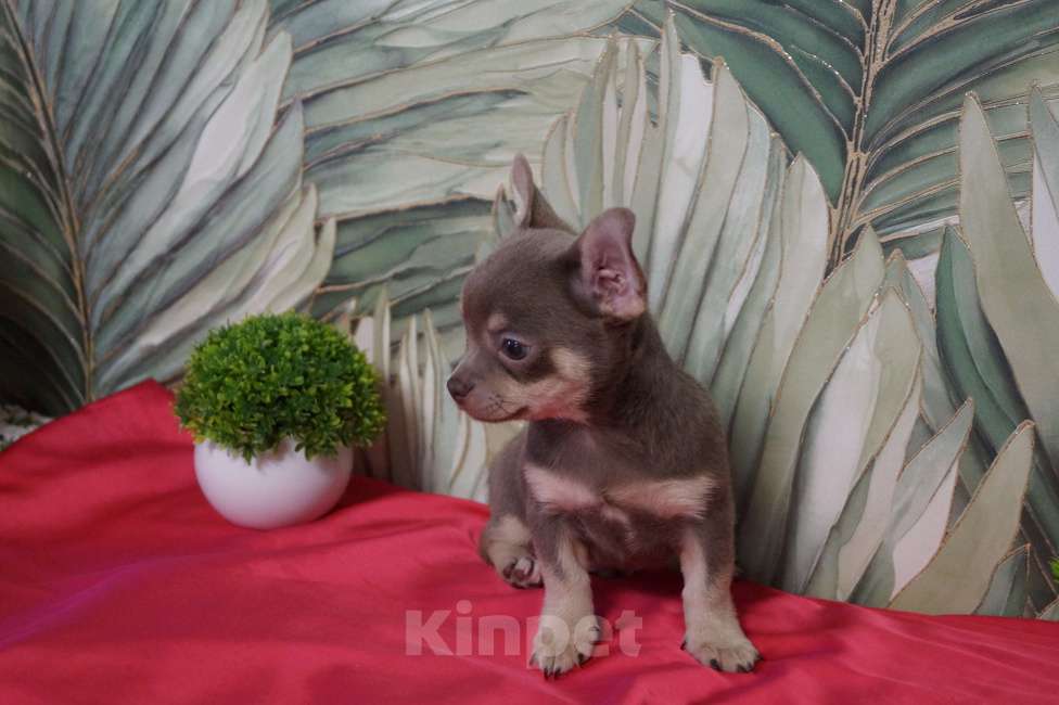 Собаки в Москве: Мальчик чихуа Мальчик, 35 000 руб. - фото 3