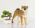 Собаки в Барнауле: Малышка Сиба Ину (Shiba Inu) Девочка, 100 000 руб. - фото 4