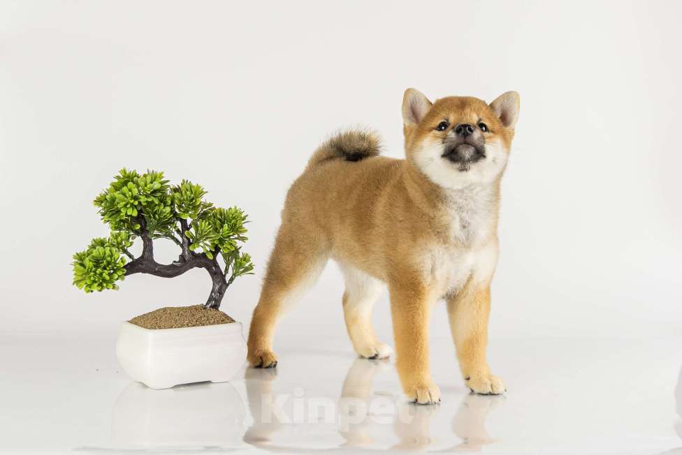 Собаки в Барнауле: Малышка Сиба Ину (Shiba Inu) Девочка, 100 000 руб. - фото 4