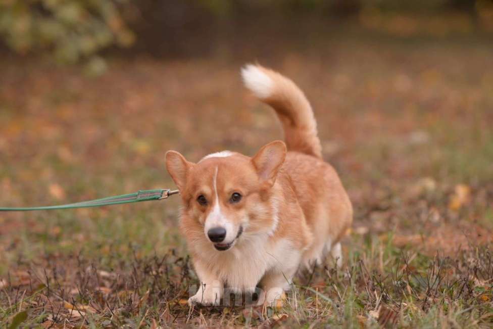 Собаки в Краснодаре: Вельш корги пемброк кобель шоу класса РКФ Мальчик, 35 000 руб. - фото 2